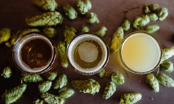 From Field to Pint: The Art and Science of Hops Harvesting in the Beer Industry
