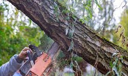 Tree Removal in Van Nuys