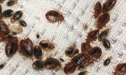 Treating bed bug Bites: Expert Advice and Home Remedies