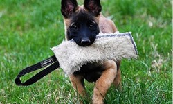 Is the use of a bite tug essential in dog training?