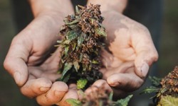 Understanding Different Buds of Cannabis for Delivery in Hamilton