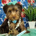 Yorkie Babies: Your Destination for tiny shih tzu for sale