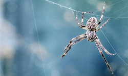 From Fear to Freedom: Spider Pest Control Made Easy