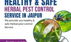 Effective Pest Control Solutions in Jaipur and India: A Comprehensive Guide