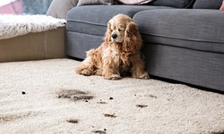 Pet Stain and Odor Removal: Easy DIY Solutions for a Clean and Fresh Home