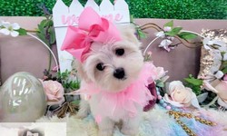 Maltese Puppies in Arizona: Tips and Tricks for Training and Care