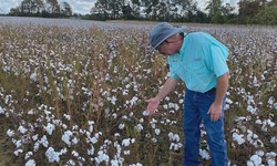 Cotton Herbicide: Nurturing the "White Gold"