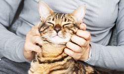 What Is The Use Of Buprenorphine for Cats?