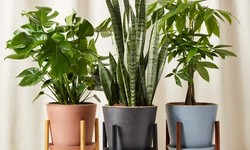 Plants Online in Australia | Enhance your home