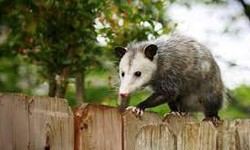The Case for Professional Possum Removal: Why DIY Methods Fall Short