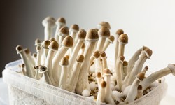 Unlocking the Secrets of Blue Penis Envy Mushroom: A Journey Within