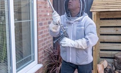 Protect Your Home from Wasps: Expert Extermination Tips from York Professionals