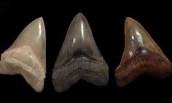 Dive into the World of Chubutensis Shark Teeth at Buried Treasure Fossils
