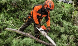 Emergency Tree Surgeons - Emergency Call Outs
