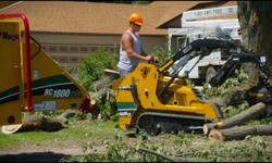 Nurturing Your Landscape: The Essence Of Oklahoma City Tree Service and Tree Removal