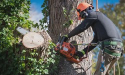 Transforming Landscapes: Exploring Tree Removal And Professional Tree Services In Oklahoma City And Edmond