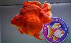 Types of Cold Water Aquarium Goldfish for Sale