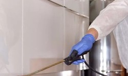 Professional Flea Control Services in Brisbane: What to Look For