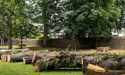 Navigating Urban Change - Understanding Tree Removal in Philadelphia