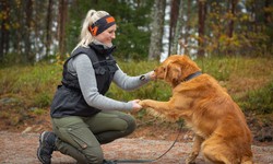 How and when to use dog training vest?
