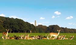 10 Memorable Things to Do in Phoenix Park for Your Dublin Staycation