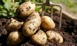 How Healthy Are Potatoes?
