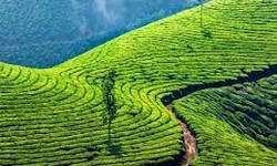 Wayanad, Top Places To Visit Here!