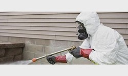 Experience Pest Relief with Termite Control Services in Lahore