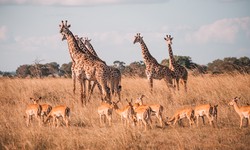 The Ultimate Safari Adventure: Exploring the Best Safaris in Tanzania