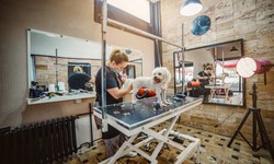 A Guide to Selecting the Perfect Dog Grooming Equipment