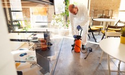 The Hidden Costs: Why Skipping Regular Pest Control Can Be Expensive