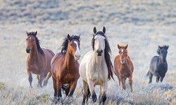 The Untamed Spirit of America: A Close Look at the Iconic Wild Horses of the American West