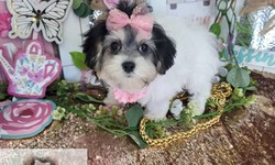 Tiny Shih Tzu for Sale: Your Perfect Furry Companion Awaits!