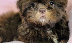 Why Toy Shih Tzu Puppies are Very Popular