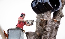 Efficient Tree Removal Services in Peterborough