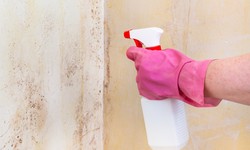 How To Kill Mold and Prevent It From Spreading