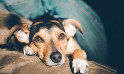 Parvovirus in Dogs: Causes, Symptoms, Prevention, and Treatment