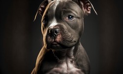 Is Pitbull puppies breeders?