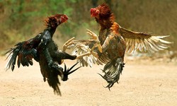 The Role of Live Cockfighting in Local Economies