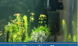 Sobo Aquarium Filter — Why Choose S2V Marine Life | Buy Best Fish Tank Filter