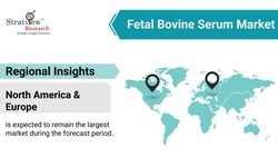 "Navigating the Fetal Bovine Serum Market: Insights into Its Evolution"