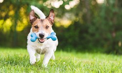 The Benefits of Hiring Expert Dog Trainers