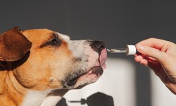 A Splash of Health: Unveiling the Benefits of Salmon Oil for Dogs