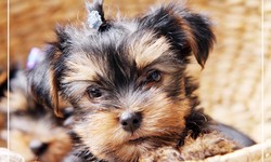 Maxine's Puppies: Your Premier Destination for Yorkie Puppies in Queens, NY, and Pennsylvania