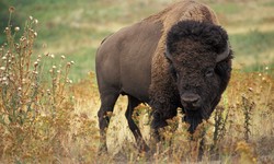 The Nutritional Powerhouse: Bison Meat Protein