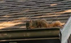 Squirrel Removal: A Guide to Safely and Effectively Managing Pesky Squirrel Infestations