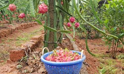 Dragon Fruit Cultivation in India: Top 4 Health Benefits And Varieties