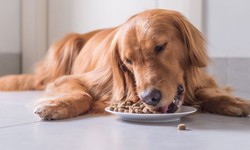 Dried Whole Fish: A Nutrient-Rich Snack for Dogs