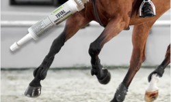 Horse Energy Supplements and Their Uses