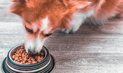 Fueling the Workforce: The Importance of Working Dog Food